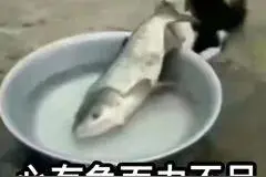 沙雕表情包第二弹||心有鱼而力不足图片
