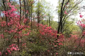 春来陈家寨，映山红遍满山岗！图片