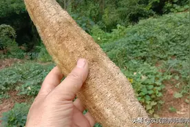 老丝瓜别扔了，丝瓜煮水解烦恼，家家都用得上图片