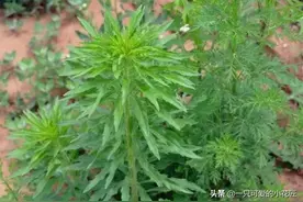 农村路边常见的野草，名为飞蓬草，叶子榨汁可以洗头发，你知道吗图片