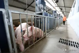 农村建设规模养猪场也要做好生物安全防控工作图片