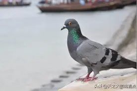 「赛鸽资讯」鸽兄怎样度过炎热的夏天？图片