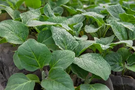 日光温室茄子嫁接防治线虫技术图片