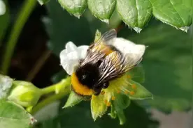蜜蜂家族里的授粉能手—熊蜂图片