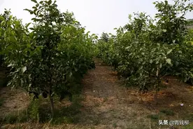 甘肃成县核桃丰产栽培技术图片