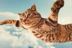 猫咪生命最后时刻，要找个地方躲起来，这行为意味着什么？图片