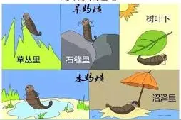 活体蚂蟥在男孩体内生存一年多，蚂蟥曾被用于放血疗法？图片