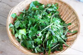 蒲公英的保存方法，没有苦味，清热去火健康养生，放一年不坏图片