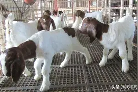实用技术：30羊养羊人分享5招提高羔羊成活率的经验图片