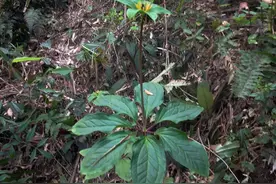 这2种野花，若你在山上有幸遇到，别犹豫，当盆栽养在家里好处多图片