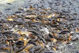 鲤鱼的“力量”！一场大水称霸澳洲河道，稻田，连下水道也不放过图片