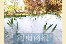 郑州又到“飞絮时间”，啥时候能告别“白毛毛”？市园林局给出时间了图片