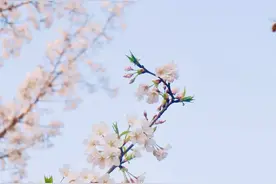 在公园散步，才是春天该做的正经事图片