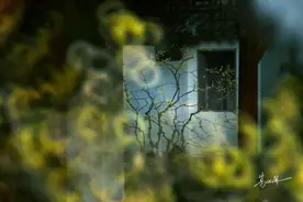 不必拘泥于定式花卉摄影的独特玩法，拍出意趣和韵味图片