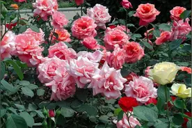 月季花6月份能移植吗图片