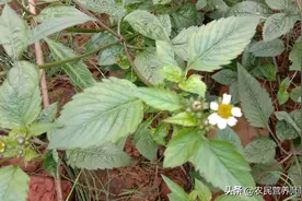 干活把脚崴了，老妈用鬼针草煮水泡脚，还真是好用图片