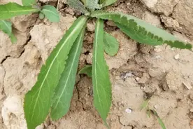 农村几种与“苦菜”有关野菜，认清楚，才能安全采食！图片