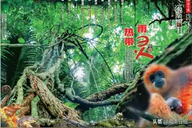 这份记录热带雨林珍稀物种的海南日报特刊，值得珍藏图片
