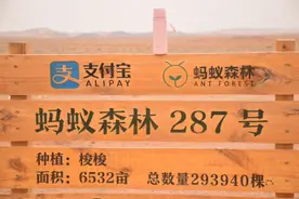念念不忘，必有回响——阿拉善的蚂蚁森林图片