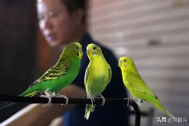 三只鹦鹉当“算命先生”，不用开口就能猜出你的姓氏，真相被揭开图片
