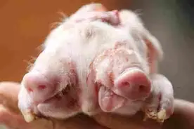 菲律宾诞生2头3眼猪崽，巴西有猪“雌雄同体”，是什么所致？图片