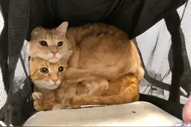 ​养两只猫咪的乐趣有多大？这组图片诠释得太到位了图片