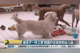 曝光！宠物类短视频4大变现途径，帮你到这啦图片