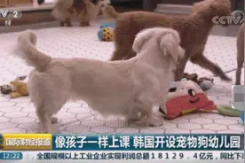 曝光！宠物类短视频4大变现途径，帮你到这啦图片
