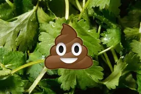 香菜是怎么成为网红口味的？图片