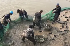黑坑每周放鱼500斤，抽干水清塘的时候却没鱼，套路都在这里图片