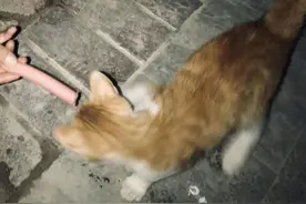 宝宝出生后，家里猫被长辈直接扔掉了，网友一脸懵逼图片