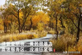 进疆日志：泽普金胡杨，黄的很暴力；高速服务区，没油狂紧张图片