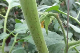 番茄细菌性斑点大爆发，多措施让你从容应对图片