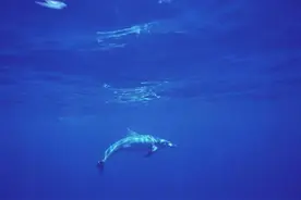 马里亚纳海沟的深度超过了1万米，这里的泥土会被压成什么样子？图片