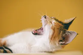 得了狂犬病的猫能活多久，兽医：潜伏期3个月，发作最多活10天图片