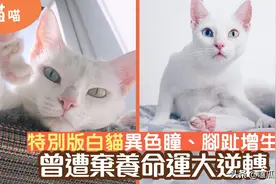 白猫拥异色瞳外　竟然还有6只脚趾　曾遭弃养结局竟大逆转图片