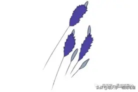 每天学一幅简笔画--薰衣草简笔画的画法步骤教程及图片大全图片
