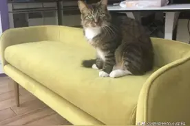 小伙收养流浪狸花猫之后，每天早上醒来门口满地钱，真·招财猫？图片