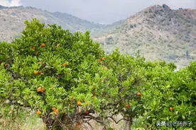 芒砀山故事：留得青山在，不怕没柴烧图片