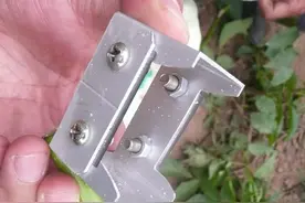 核桃方块芽接图解图片
