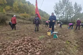 卓尼县木耳镇：“绿色麻地湾洋芋”买一份来暖心，热一锅来暖胃图片