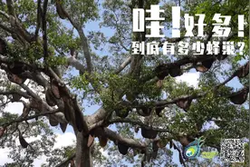 这棵树为什么会嗡嗡嗡嗡嗡？图片