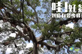 这棵树为什么会嗡嗡嗡嗡嗡？图片