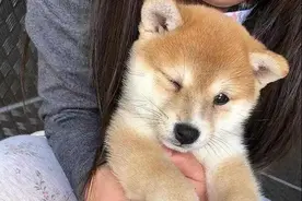 预防是最好的治愈，“文明养犬”的这些事儿你得知道图片
