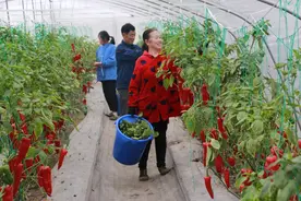越冬红椒 引领岳阳农业精细化图片