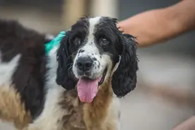 1岁时搜救出13条生命！汶川地震救援最后一只搜救犬冰洁走了图片