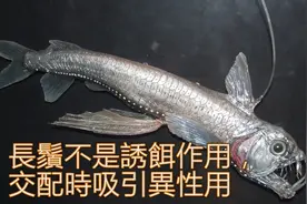 十大恐怖，超级吓人的海洋怪物，你知道哪些？图片