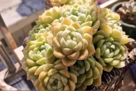 入坑一年半的新手养肉心得图片