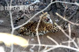 又是山西！警方在车祸后备箱查获一只金钱豹，可惜死了，怎么办？图片