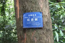 椆树，这个“江南四大名木”中的老四，少见得很，说都很少听说图片